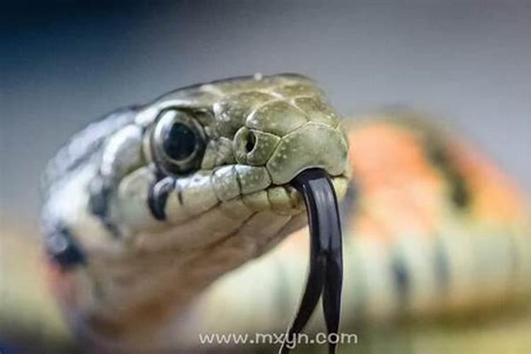 梦见儿子被蛇咬了手