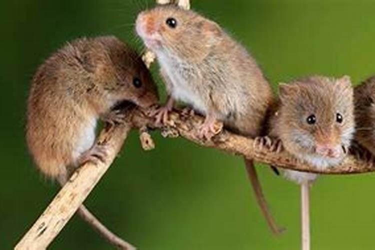 梦见特别多的老鼠是什么征兆？