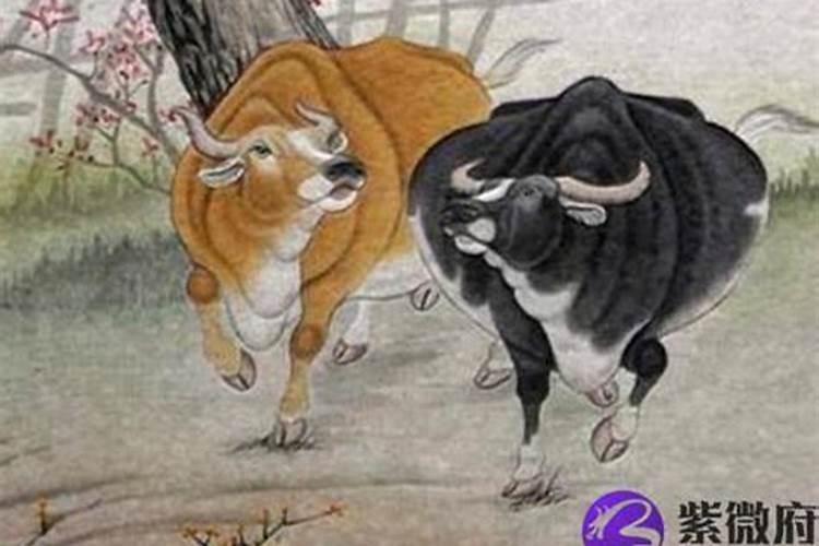 农历十二月份出生的牛运势