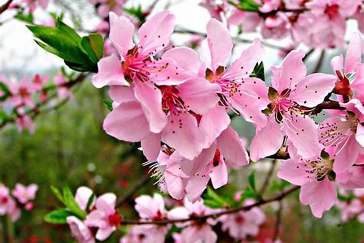 桃花煞之后会怎么样？