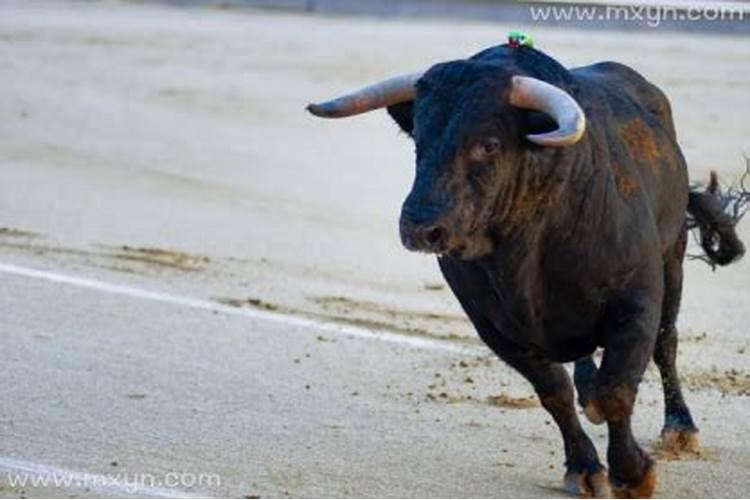 梦见牛顶人预示什么？