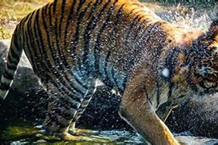 梦见老虎攻击自己亲人什么意思？