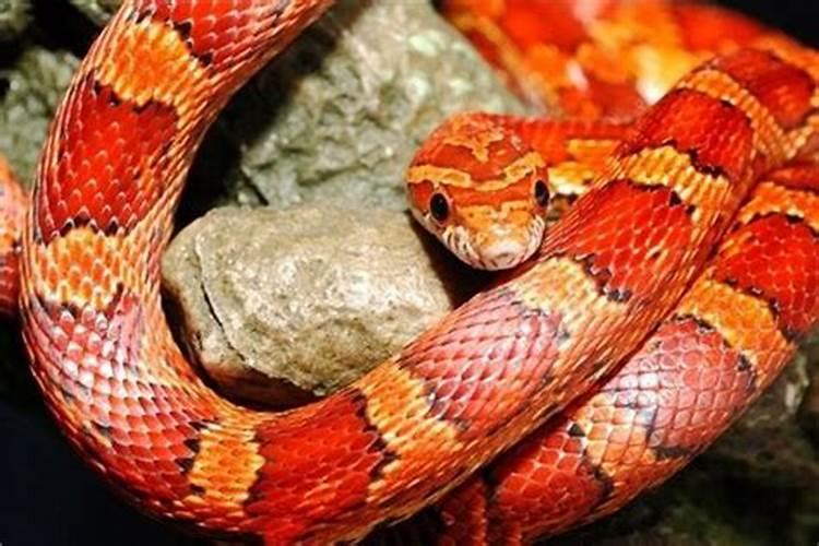 梦到红色的蛇什么意思？