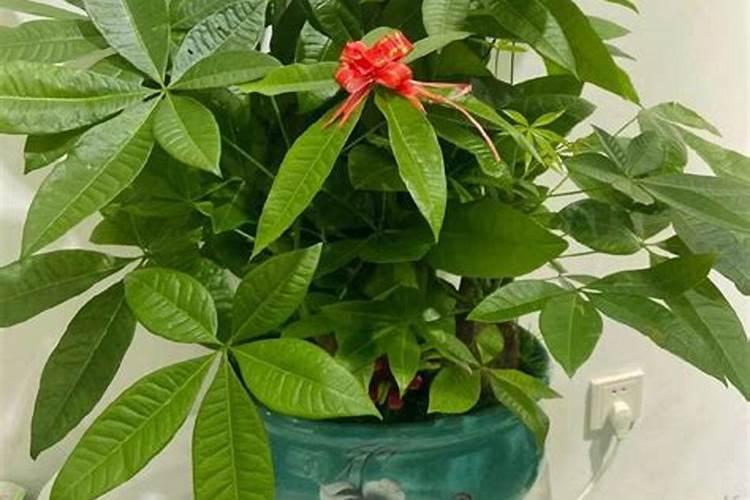 进门看见发财树好吗？