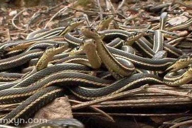 孕妇梦见好多蛇是什么预兆？