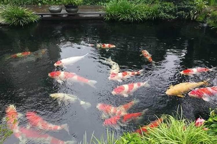 梦见好多金鱼在水中游？