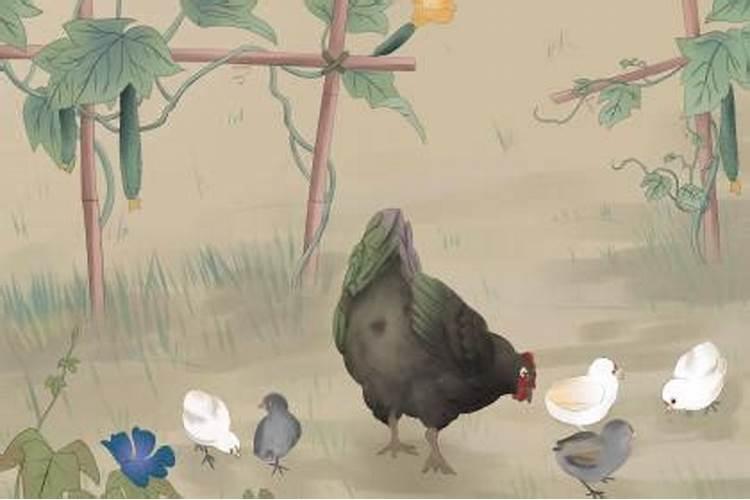 属鸡立秋出生的人好不好？