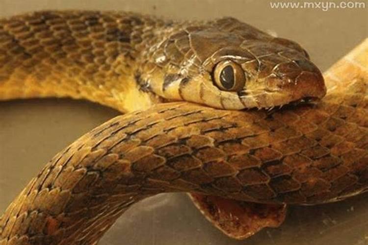 梦见蛇咬自己是什么预兆？