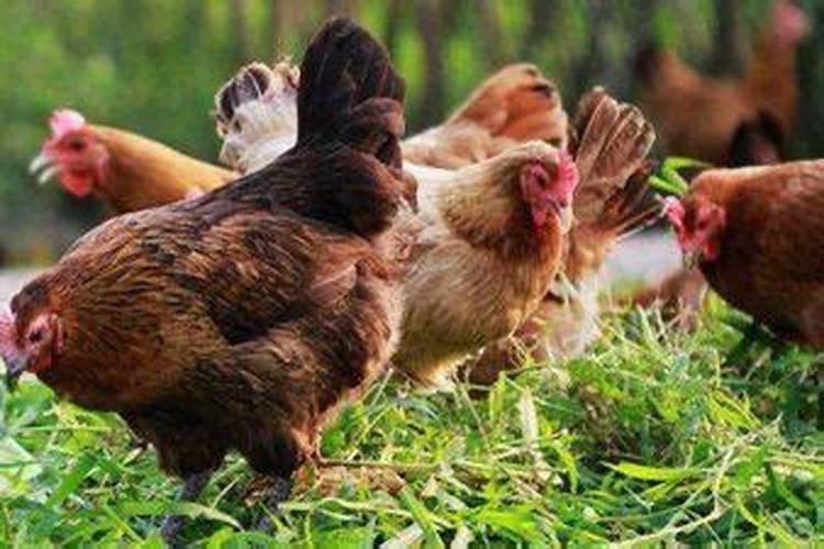 属鸡人2026下半年的运势