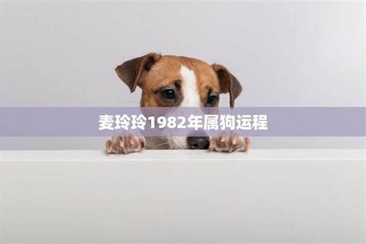 1982年属女狗2026年运程