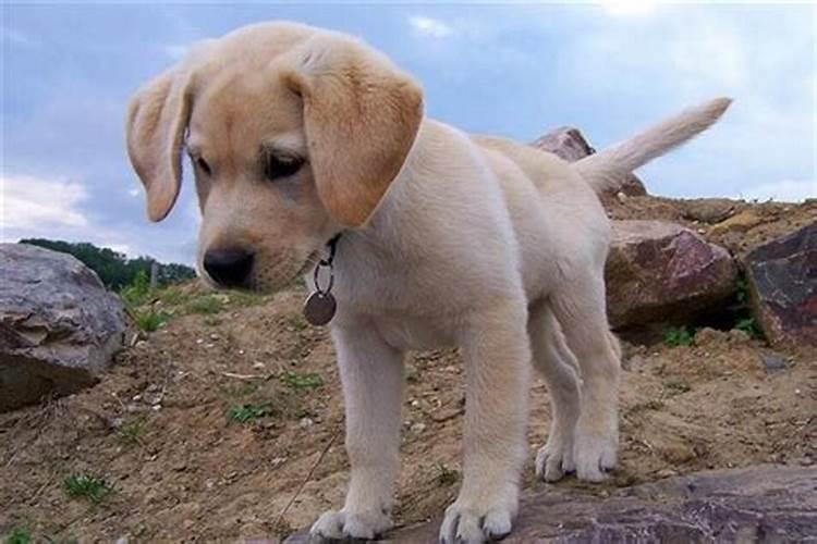 梦见狗说人话好不好？