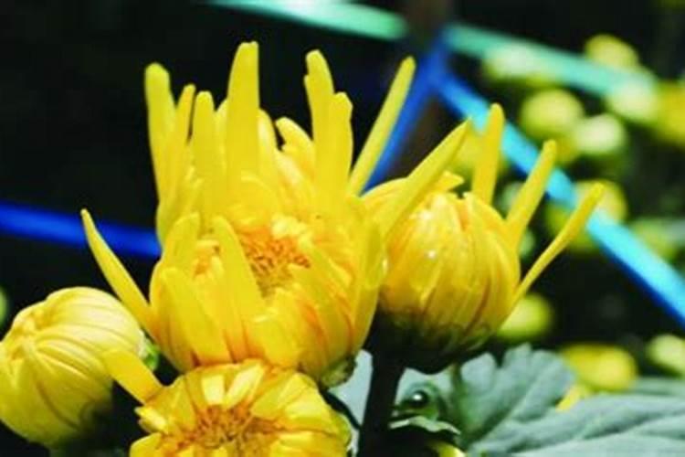 浙江重阳节习俗