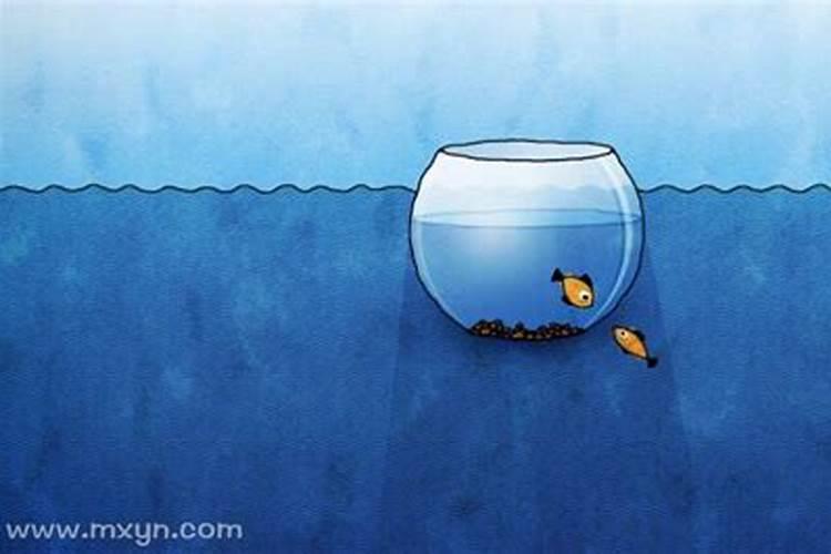 梦见两条鱼是什么意思？