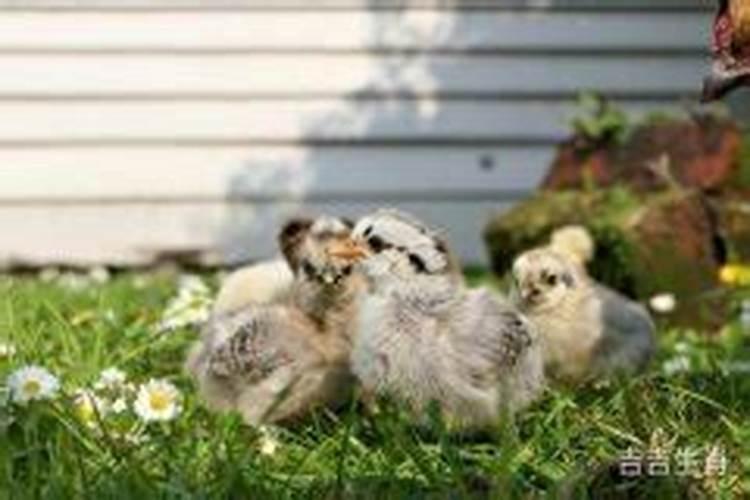 2026年属鸡4月初4运势如何？