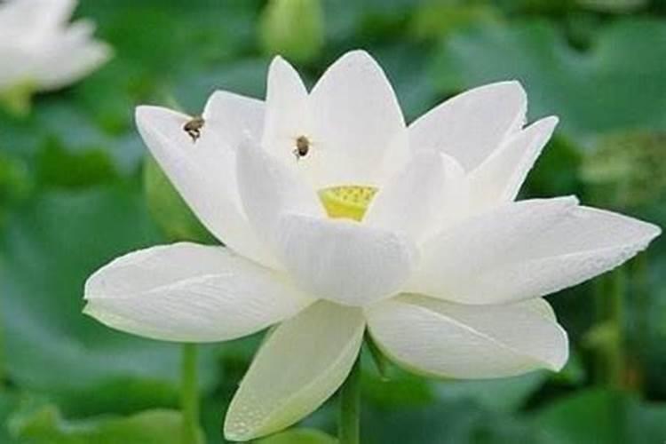 童子命的使命指什么？