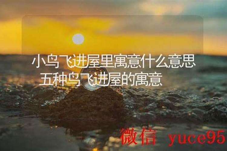 小鸟飞进店里预示什么？