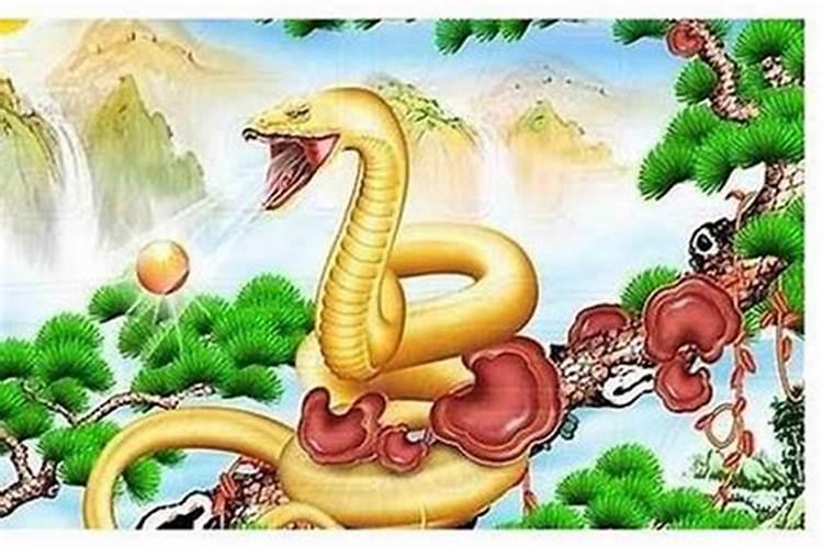 属虎的和属蛇的八字合吗？