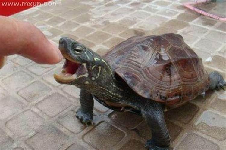 梦到乌龟咬手是什么征兆？