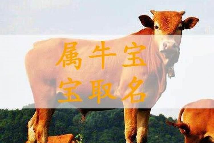 腊月男牛宝宝起名宜用字