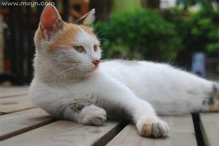 梦见猫是什么意思孕妇周公解梦？