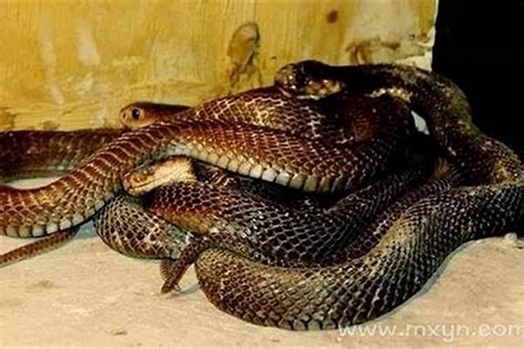 备孕梦到蟒蛇是胎梦吗？