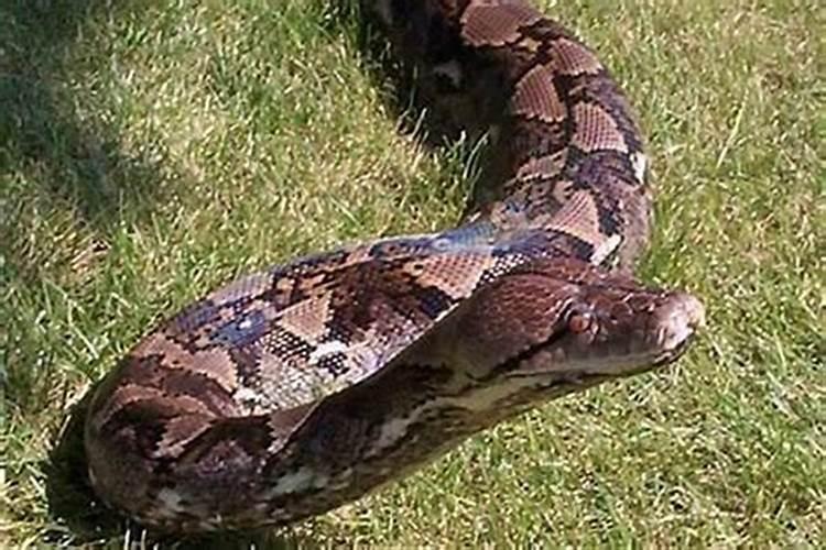 梦到大蟒吃人是啥意思？