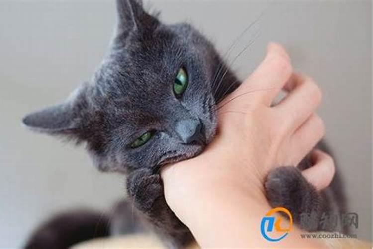梦见猫咬自己是什么预兆？