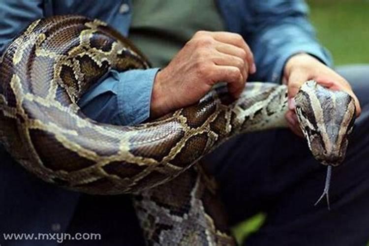 梦见蟒蛇是什么预兆周公解梦女人？