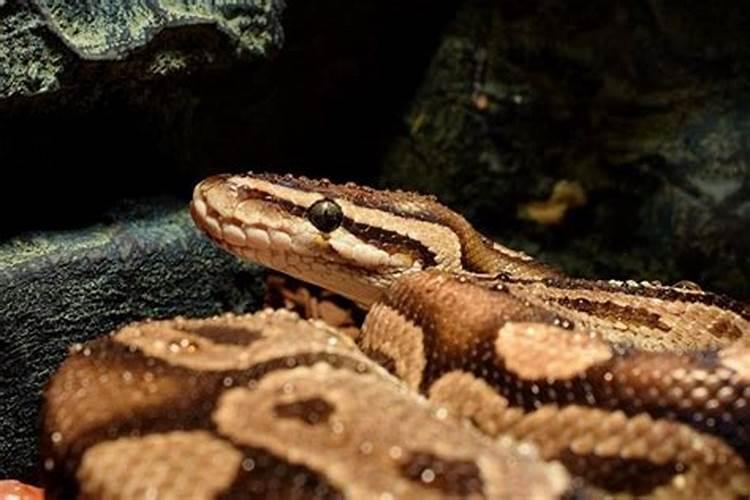 梦见蟒蛇和大鱼是什么意思？