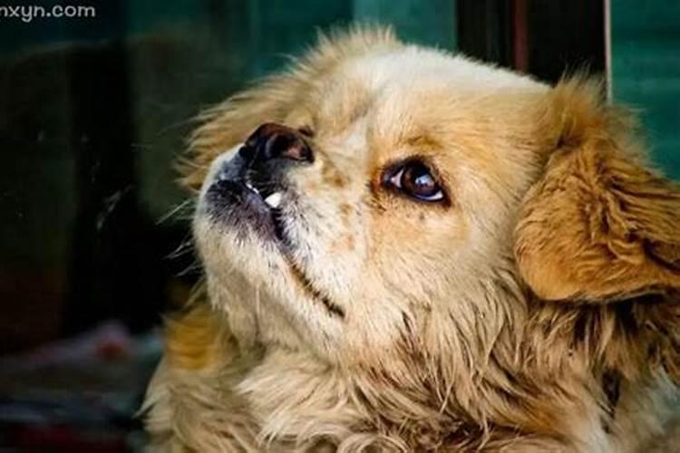 梦见大狗追赶是什么兆头周公解梦？