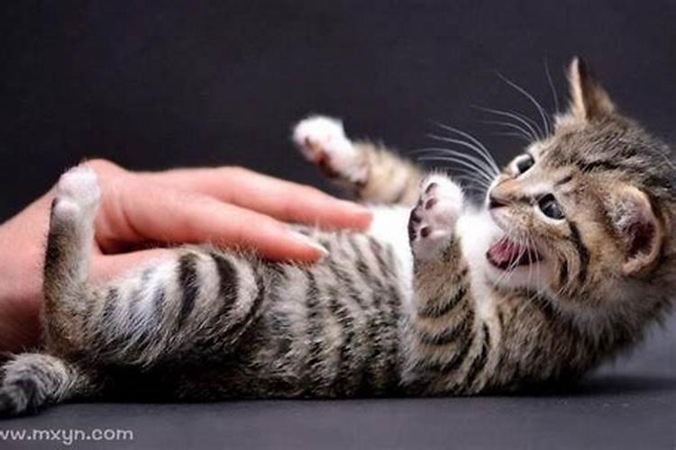 梦见猫咬自己什么意思？