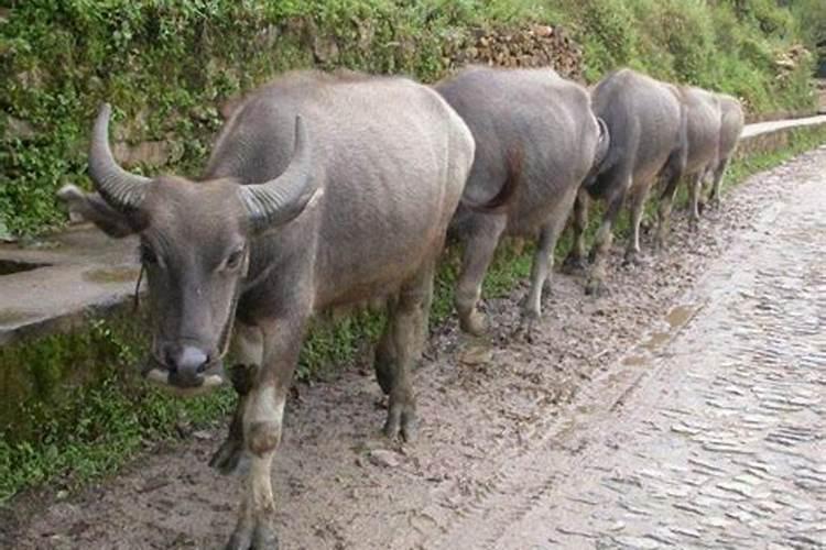 梦到牛跑是什么预兆？