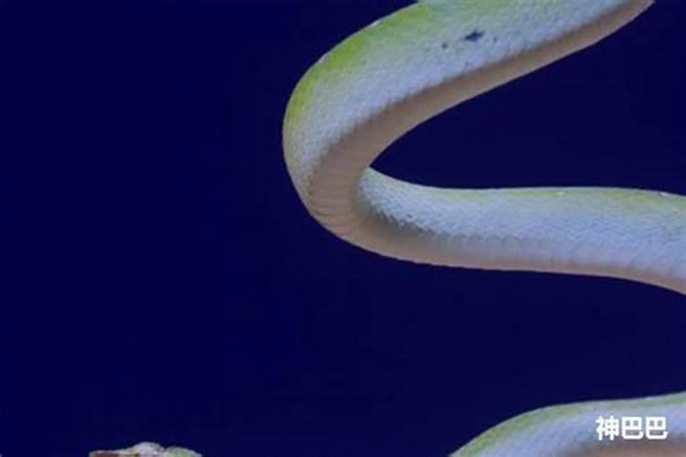 怀孕做梦梦见蛇追着我跑