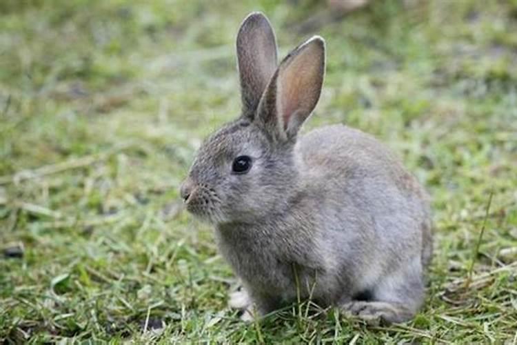 六月出生属兔运势