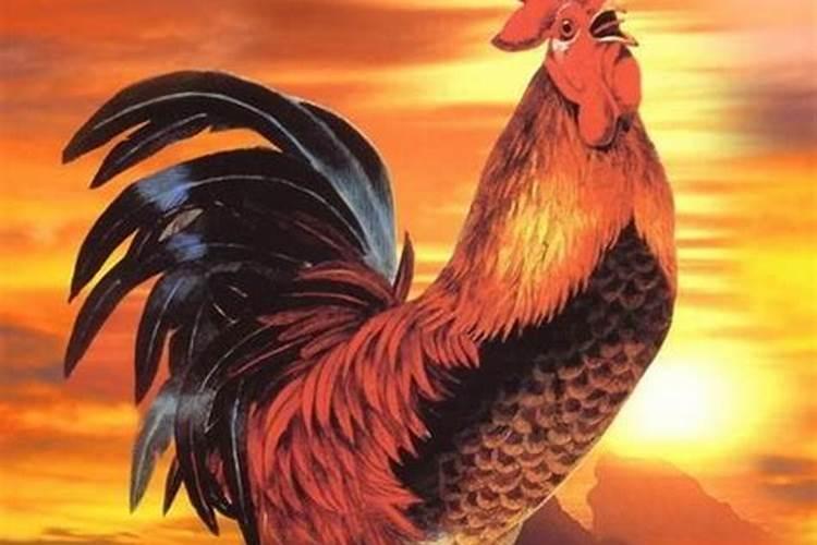 属鸡的今年多大？