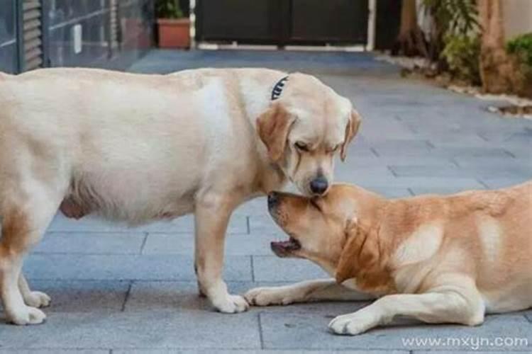 怀孕期梦见狗是怎么回事啊？