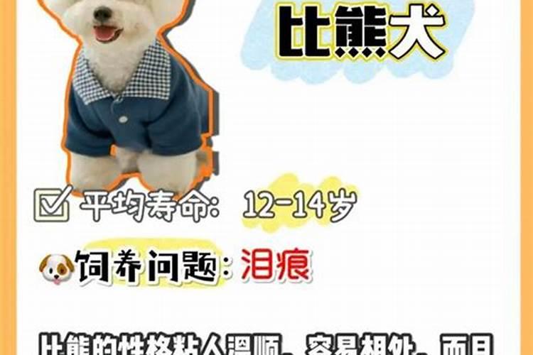 农历6月出生的狗运程怎样？