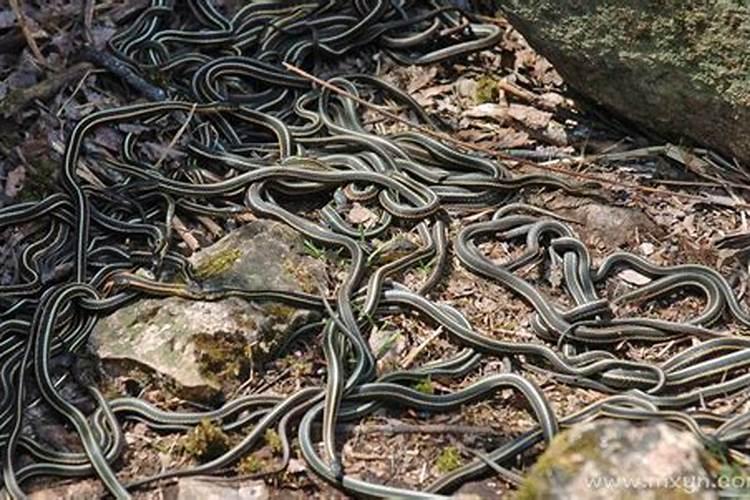 梦见满地都是蛇在爬