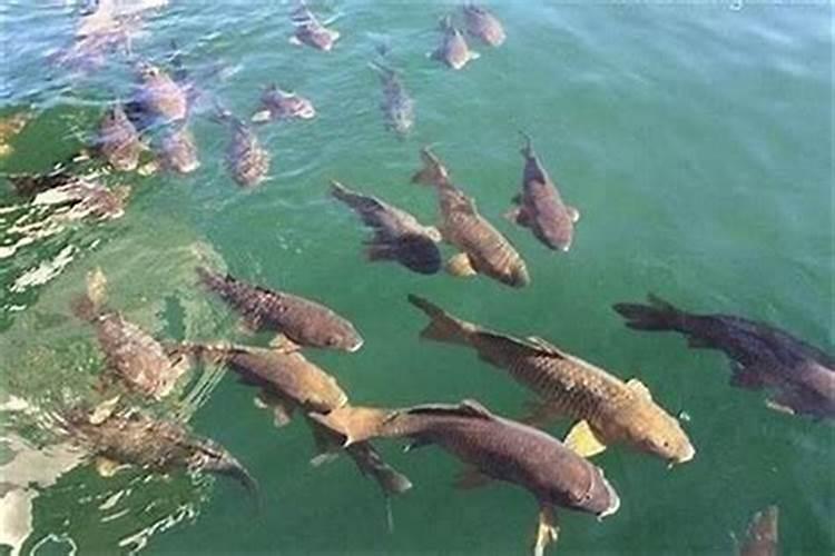 梦见发洪水出现很多动物？