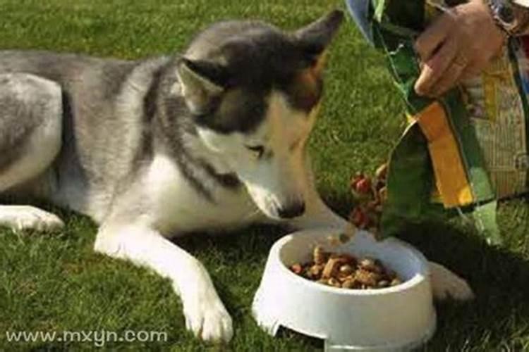 梦见买鸡半路喂狗了什么意思？