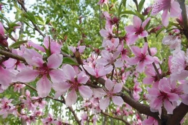 女人犯桃花煞怎么办？