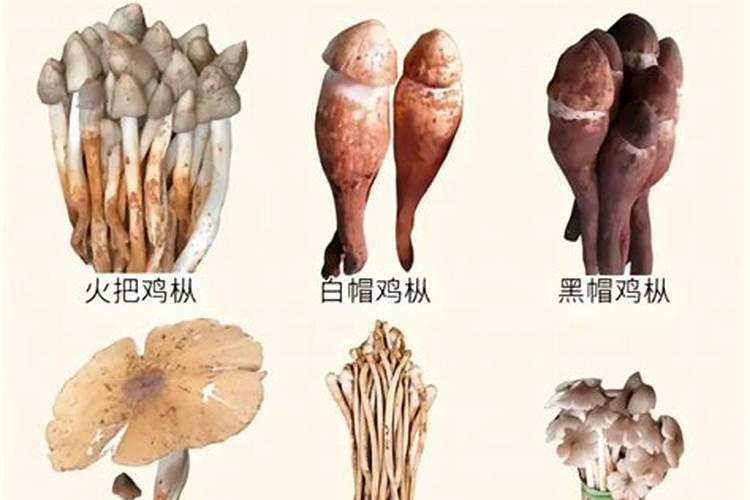 夏至菌和鸡枞的区别在哪？