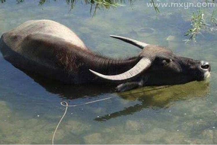 梦见生了一头牛什么意思？