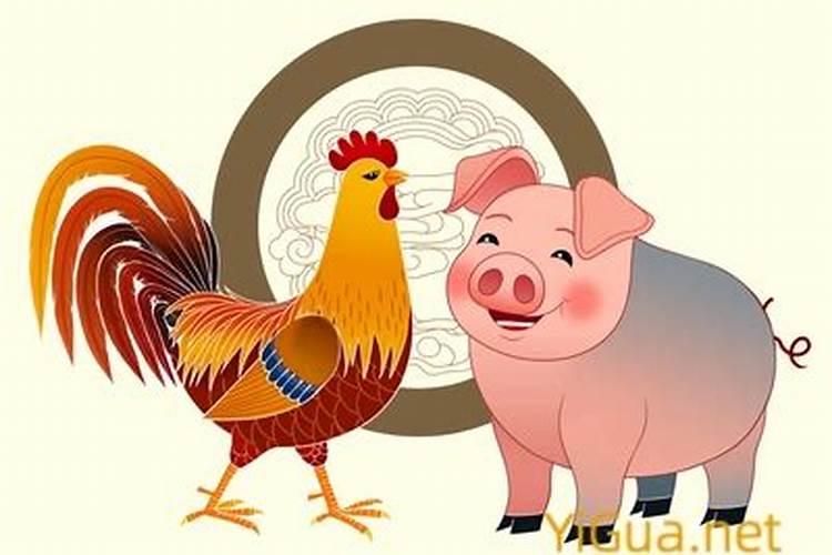 属鸡和属猪的八字合吗？