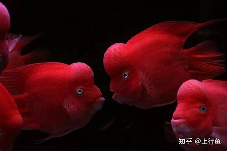 财神鱼与鹦鹉鱼的区别