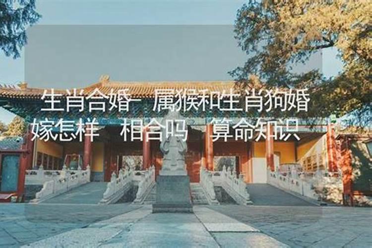 狗和猴能合婚吗？