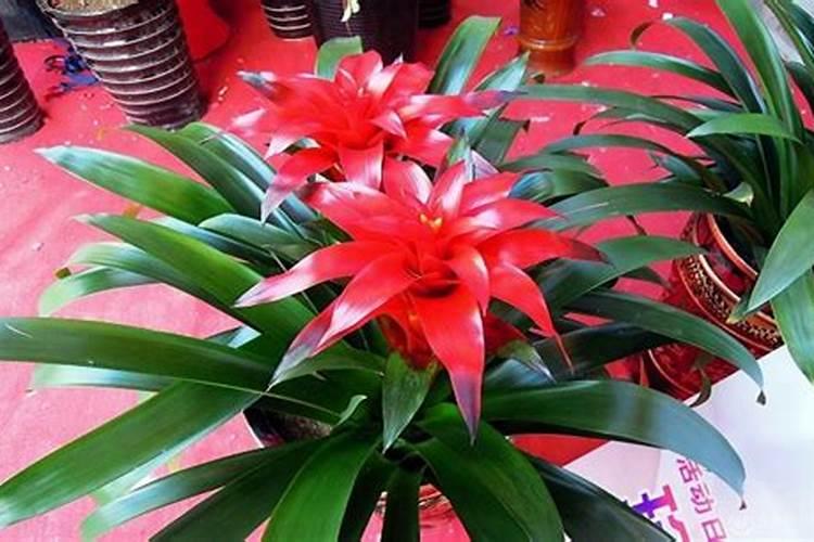 鸿运当头放客厅好吗？