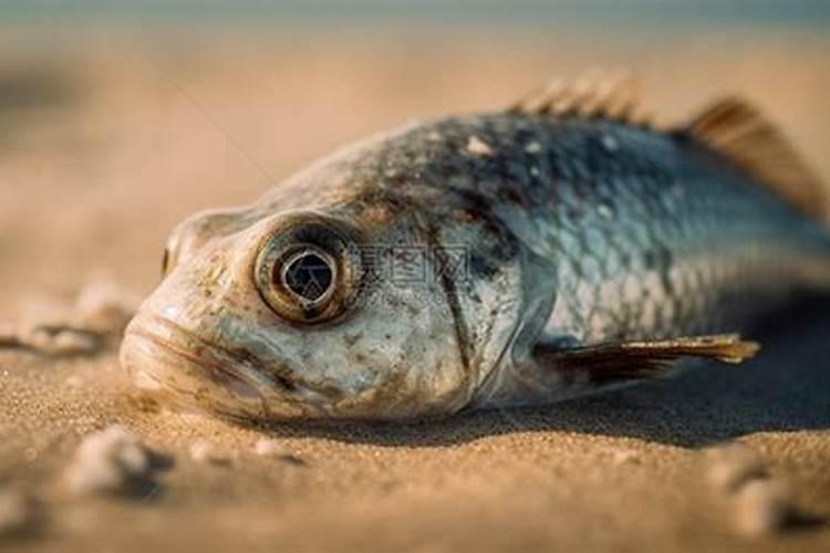 梦见沙滩上有搁浅的鱼