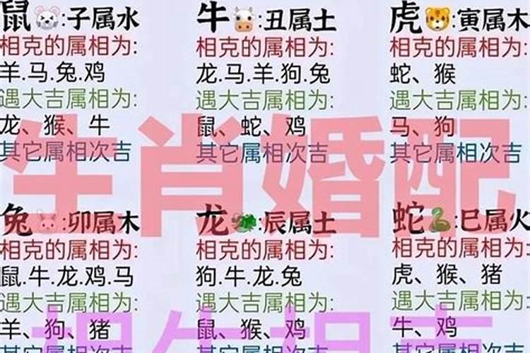 龙与猪的属相婚配如何化解？