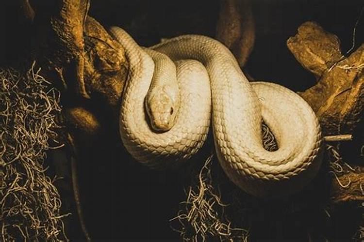 后半夜梦见蟒蛇好不好？